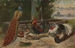 Various Farm Birds Postcard