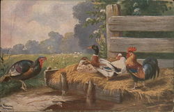 Ducks, Chickens, and a Turkey Postcard