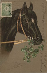 Beautiful Black Horse Horses Postcard Postcard