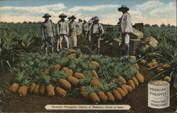 Hawaiian Pineapples, District of Wahiawa, Island of Oahu Postcard