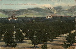 Orange Groves with Oil Wells in the Distance California Postcard Postcard Postcard