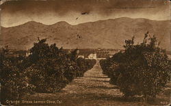 Orange Grove Lemon Cove, CA Postcard Postcard Postcard