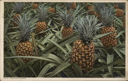 Florida Pineapples Fruit Postcard Postcard Postcard