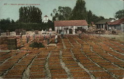 Peach Drying in California Postcard