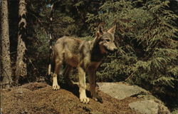 Timber Wolf Pup Postcard