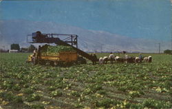 Southern Salinas Valley Postcard