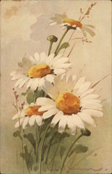 White-and-Yellow Daisies with Green Leaves C. Klein Postcard Postcard