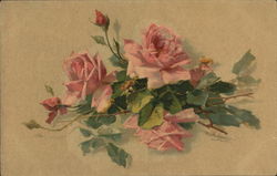 Pink Roses Postcard