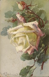 White and Pink Rose Postcard