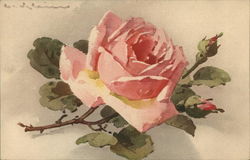 Single Pink Rose with Buds and Green Leaves C. Klein Postcard Postcard