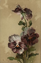 Pansies C. Klein Postcard Postcard