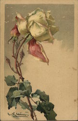 White Rose C. Klein Postcard Postcard