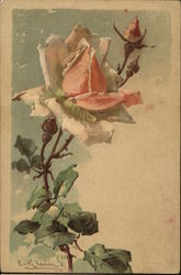 Pink Rose C. Klein Postcard Postcard