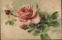 Pink Rose Postcard