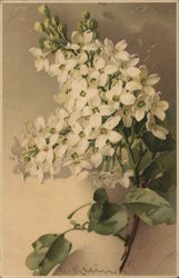 White Lilac with Green Leaves C. Klein Postcard Postcard