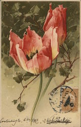 Two Pink Tulips Against Green Leaves Postcard