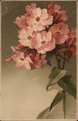 Phlox Postcard