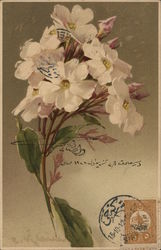 White flowers Postcard