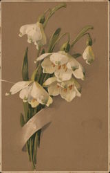 White flowers C. Klein Postcard Postcard