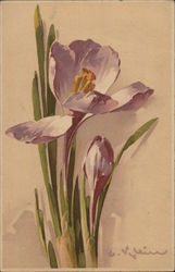 Purple Flowers with Yellow Center Postcard