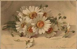 Daisy Still Life C. Klein Postcard Postcard