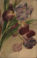 Bearded Iris C. Klein Postcard Postcard