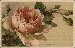 Pink Rose and Bud Against Green Leaves C. Klein Postcard Postcard