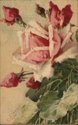 Pink Roses Postcard