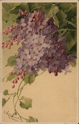 Purple Lilacs Against Green Leaves C. Klein Postcard Postcard