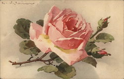 Pink Rose C. Klein Postcard Postcard