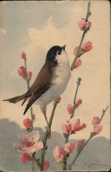 Chickadee and Cherry Bossoms C. Klein Postcard Postcard