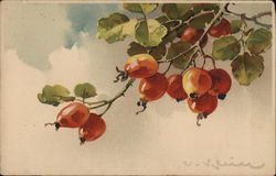 Branch of Red Berries and Green Leaves Against Clouds C. Klein Postcard Postcard