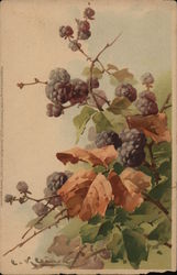 Blackberry Bush C. Klein Postcard Postcard