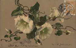 Morning Glory Postcard