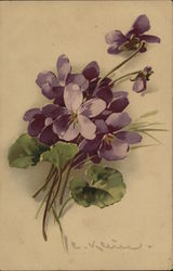 Violets C. Klein Postcard Postcard