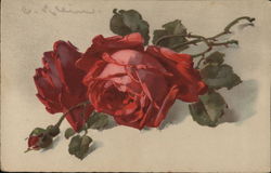 Red Roses Postcard