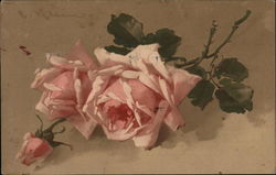 Pink Roses Postcard