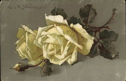 White Roses Postcard