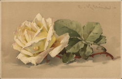 White Rose Postcard