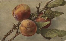 Three Peaches with Leaves on Branch Postcard