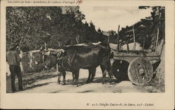 Um carro de bois-Arredores de Lisboa-Portugal Postcard