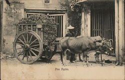 Ox Cart Laden with Harvested Fruit, Man in Hat Postcard Postcard