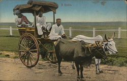 Three Men in Buggy Pulled by Two Oxen Postcard