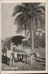 Bullock Cart Carrying People Near Palm Tree Postcard