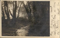 View of Stream Postcard