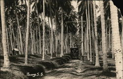 Trolley Through Palm Trees Postcard