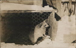 Raccoon in Cage Postcard