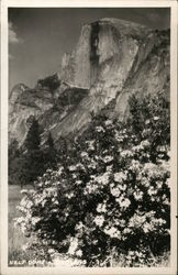 Half Dome Yosemite National Park Postcard Postcard Postcard