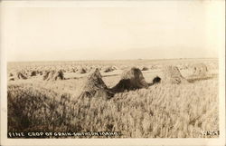 Fine Crop of Grain-Southern Idaho Postcard