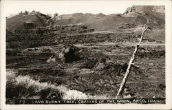 Lava Burnt Tree, Caraters of the Moon Arco, ID Postcard Postcard Postcard